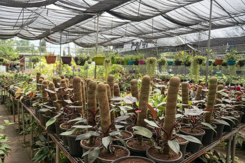 Garden Development Service — Site to Setup