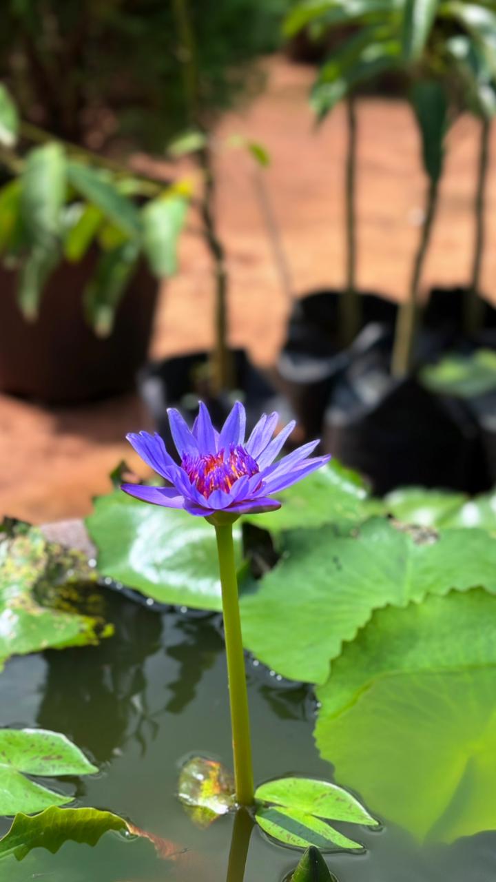 Garden Development Service — Site to Setup