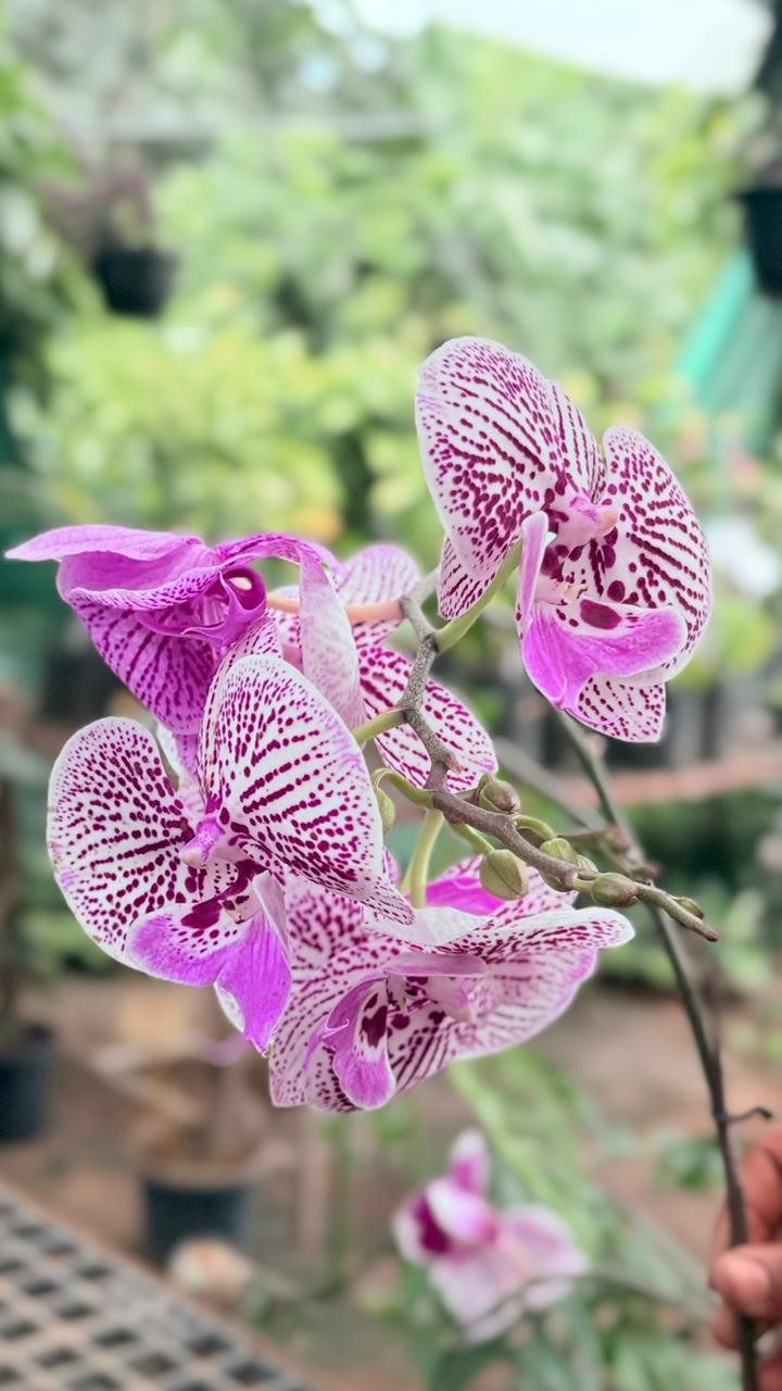 Garden Development Service — Site to Setup