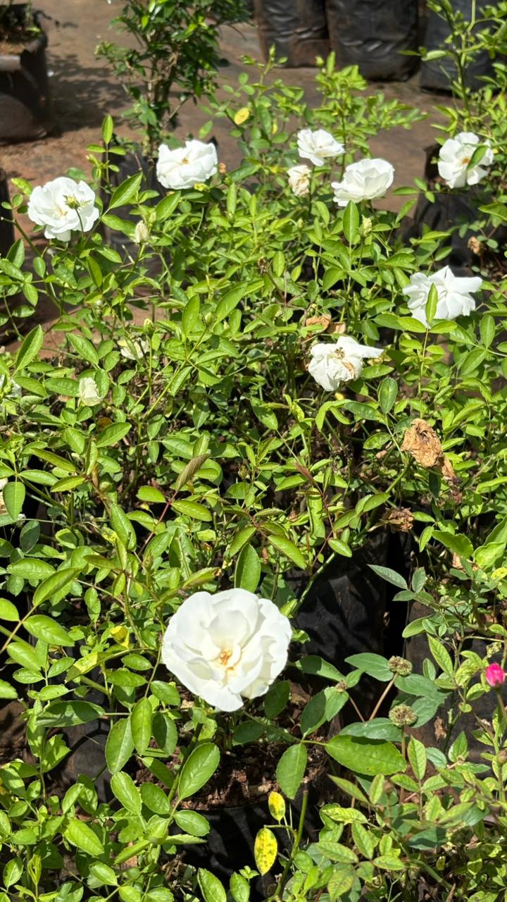 Garden Development Service — Site to Setup