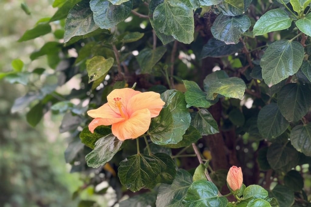 Garden Development Service — Site to Setup