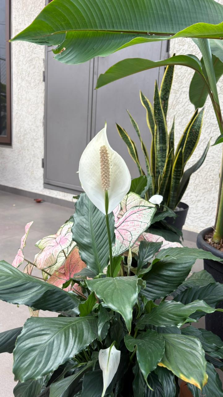 Garden Development Service — Site to Setup