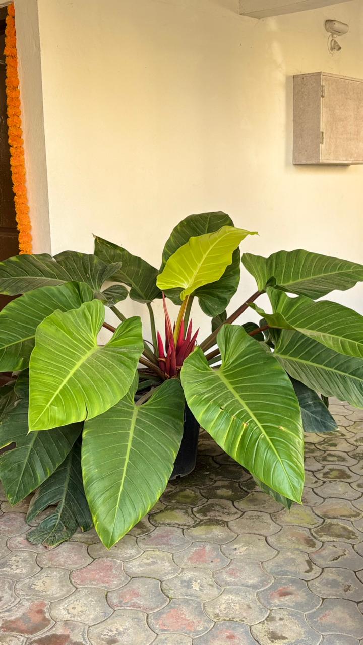 Garden Development Service — Site to Setup