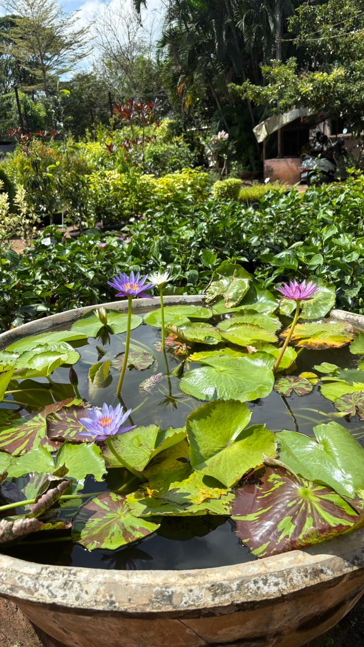 Garden Development Service — Site to Setup