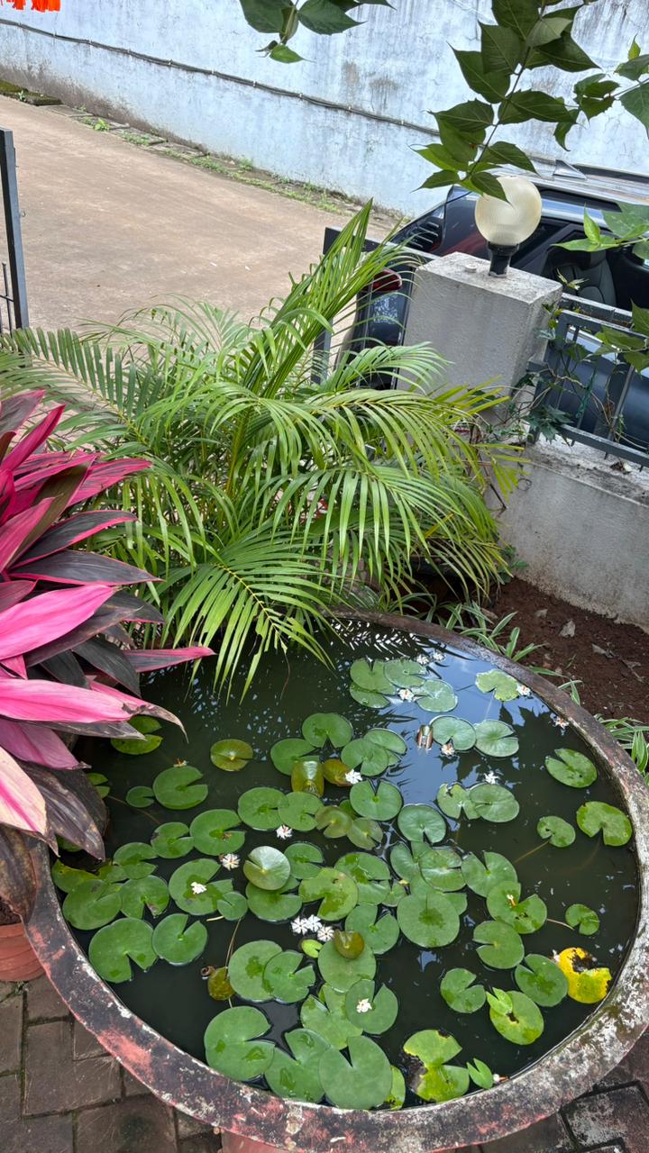 Garden Development Service — Site to Setup