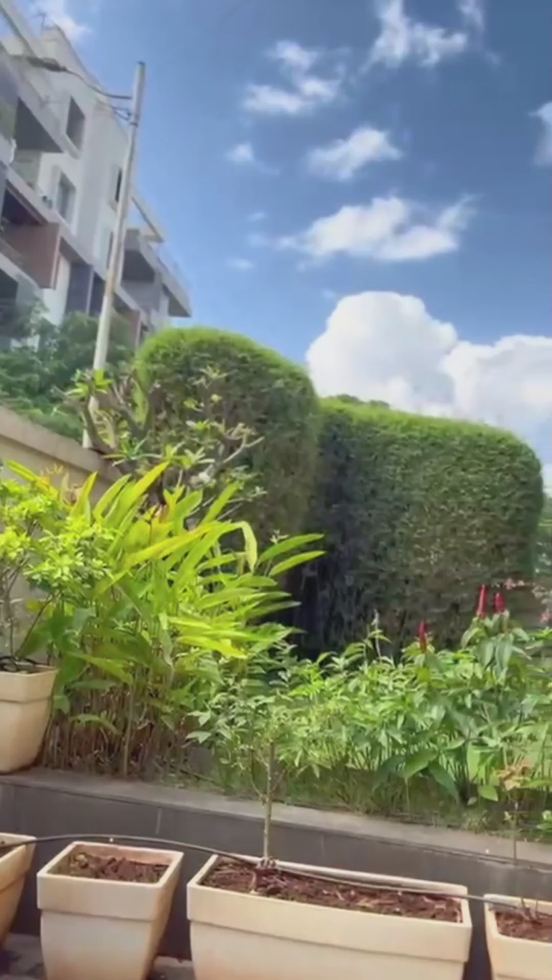 Garden Development & Maintenance Consultation